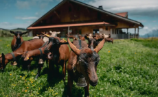 Dans les prairies alpines de Champoussin